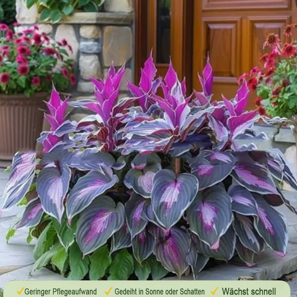🪻🪴Over 800 mixed hosta seeds｜Collection of shade-loving perennial foliage plants - Image 10