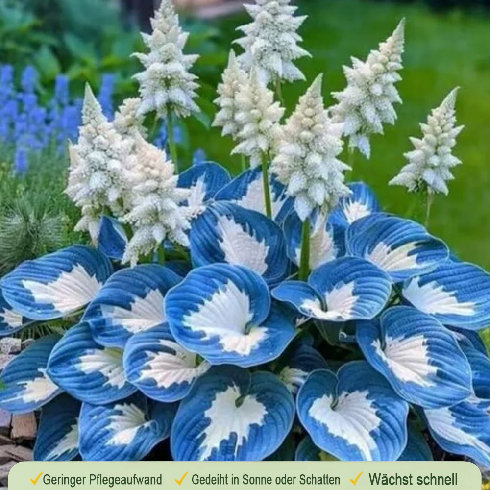 🪻🪴Over 800 mixed hosta seeds｜Collection of shade-loving perennial foliage plants - Image 11