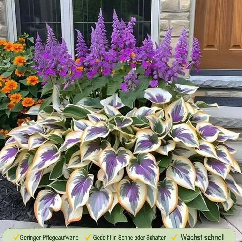 🪻🪴Over 800 mixed hosta seeds｜Collection of shade-loving perennial foliage plants - Image 12