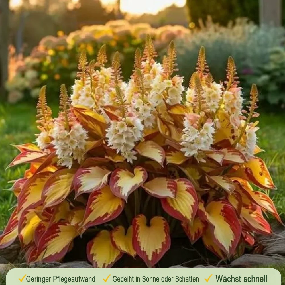 🪻🪴Over 800 mixed hosta seeds｜Collection of shade-loving perennial foliage plants - Image 13