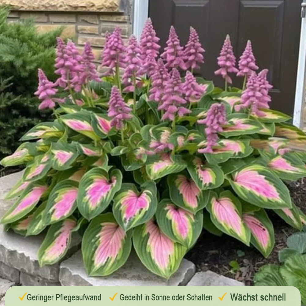 🪻🪴Over 800 mixed hosta seeds｜Collection of shade-loving perennial foliage plants - Image 14