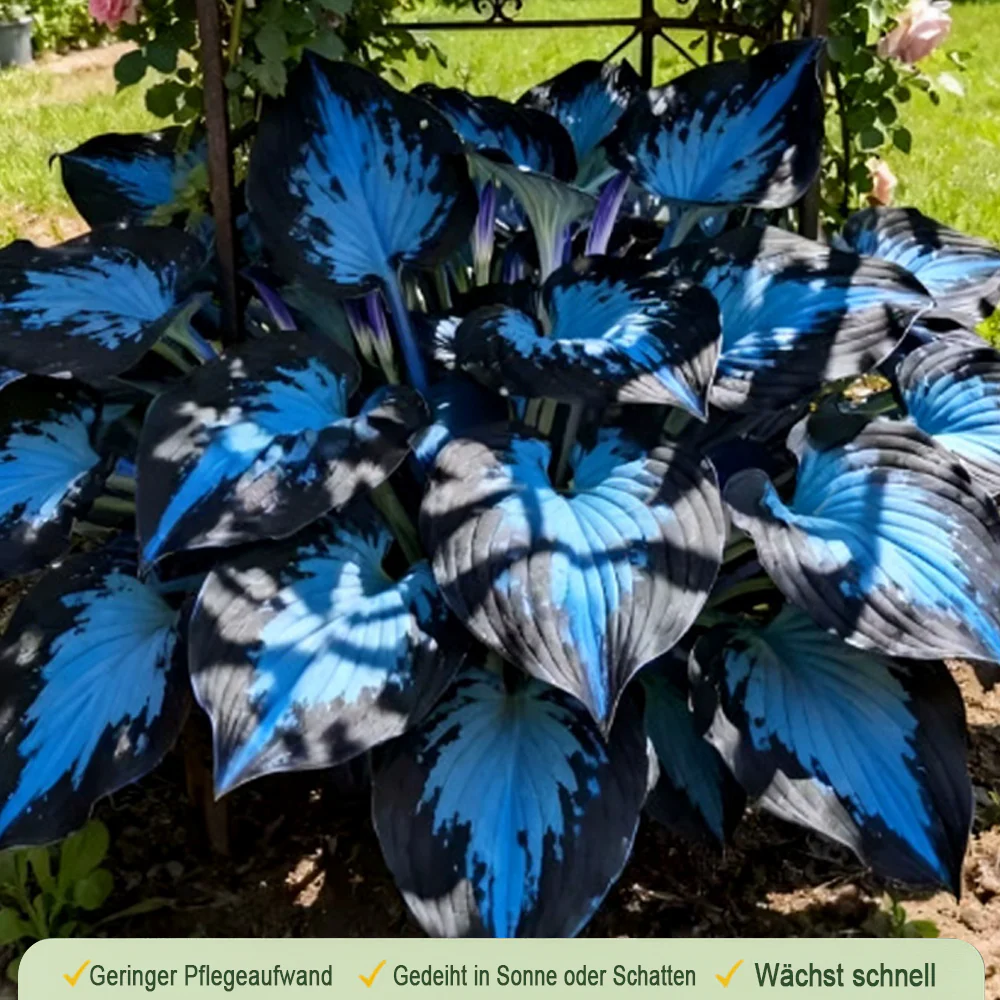 🪻🪴Over 800 mixed hosta seeds｜Collection of shade-loving perennial foliage plants - Image 15