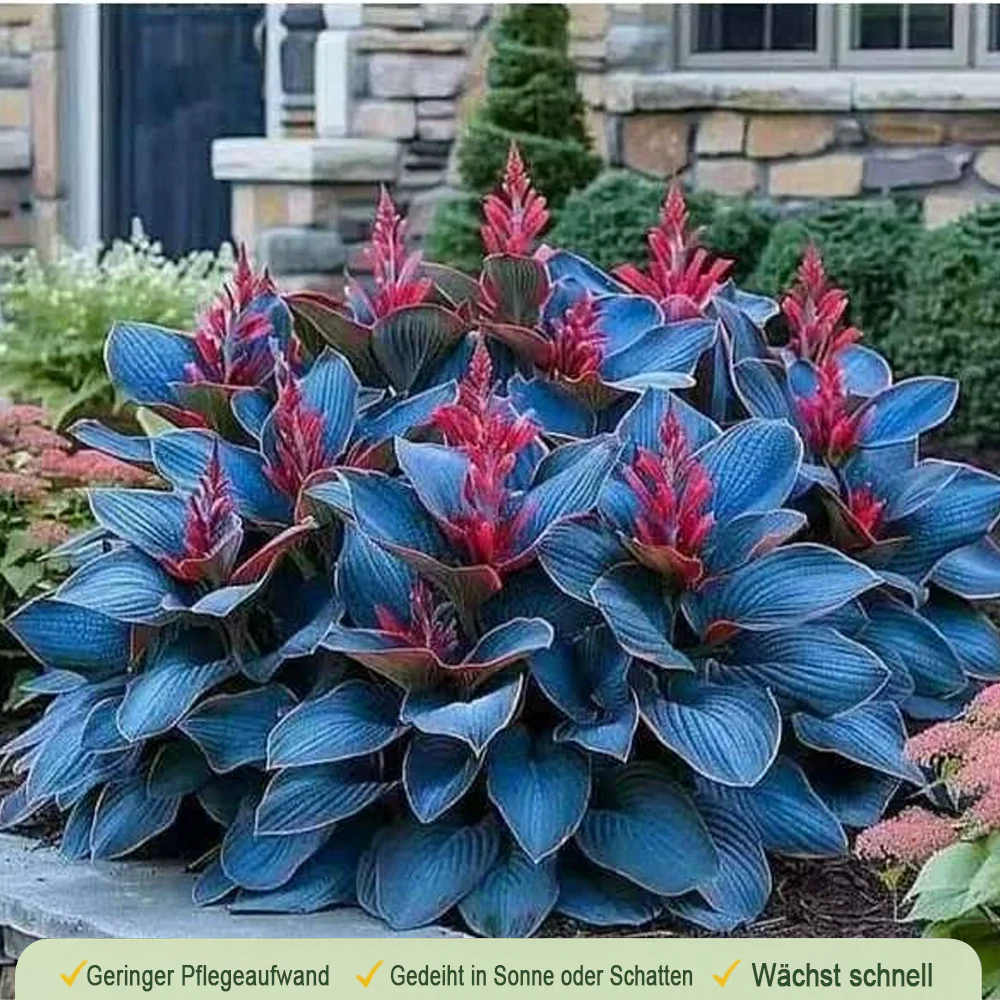 🪻🪴Over 800 mixed hosta seeds｜Collection of shade-loving perennial foliage plants - Image 16