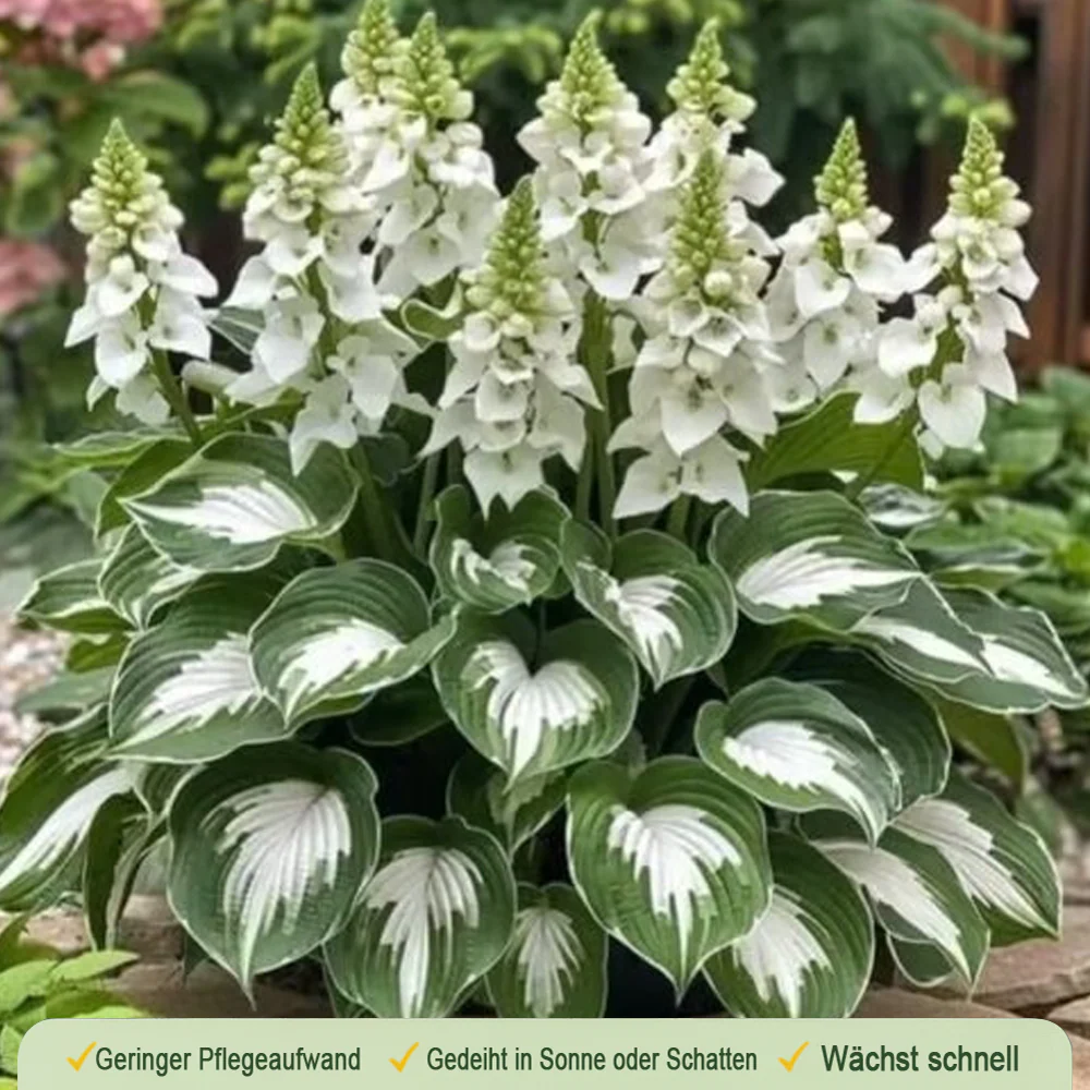 🪻🪴Over 800 mixed hosta seeds｜Collection of shade-loving perennial foliage plants - Image 17