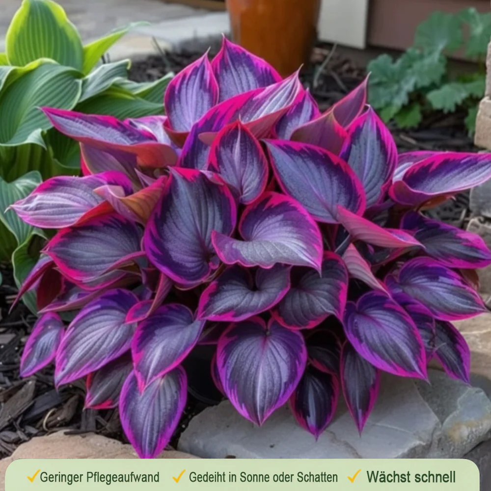 🪻🪴Over 800 mixed hosta seeds｜Collection of shade-loving perennial foliage plants - Image 18