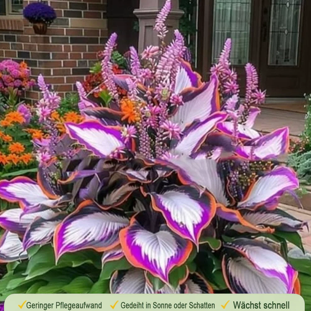 🪻🪴Over 800 mixed hosta seeds｜Collection of shade-loving perennial foliage plants - Image 19