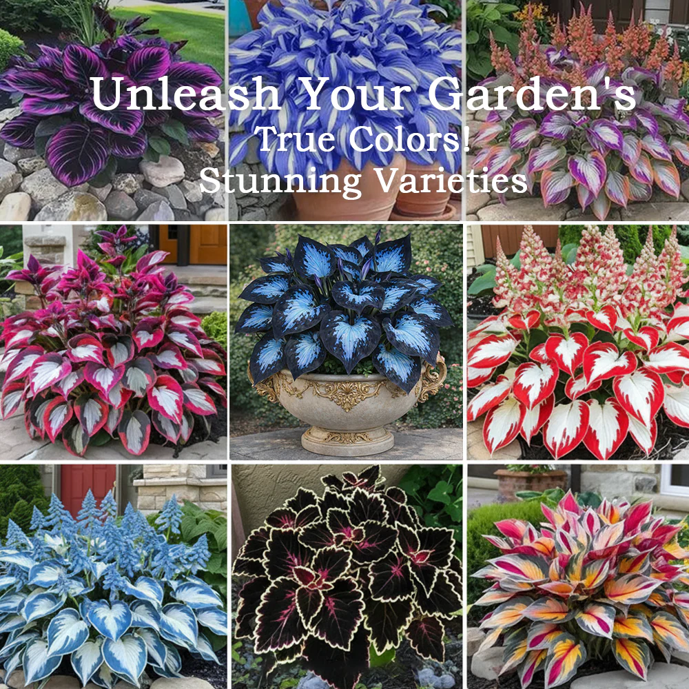 🪻🪴Over 800 mixed hosta seeds｜Collection of shade-loving perennial foliage plants - Image 2