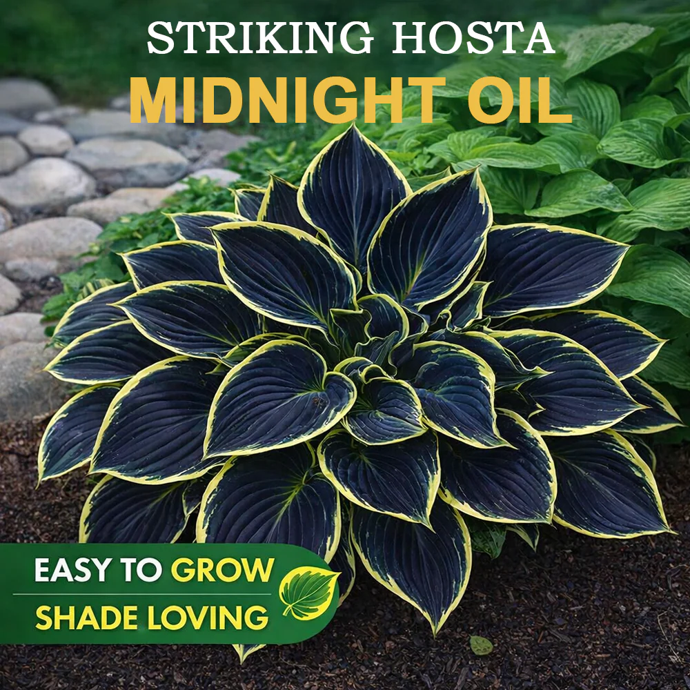 🪻🪴Over 800 mixed hosta seeds｜Collection of shade-loving perennial foliage plants - Image 22