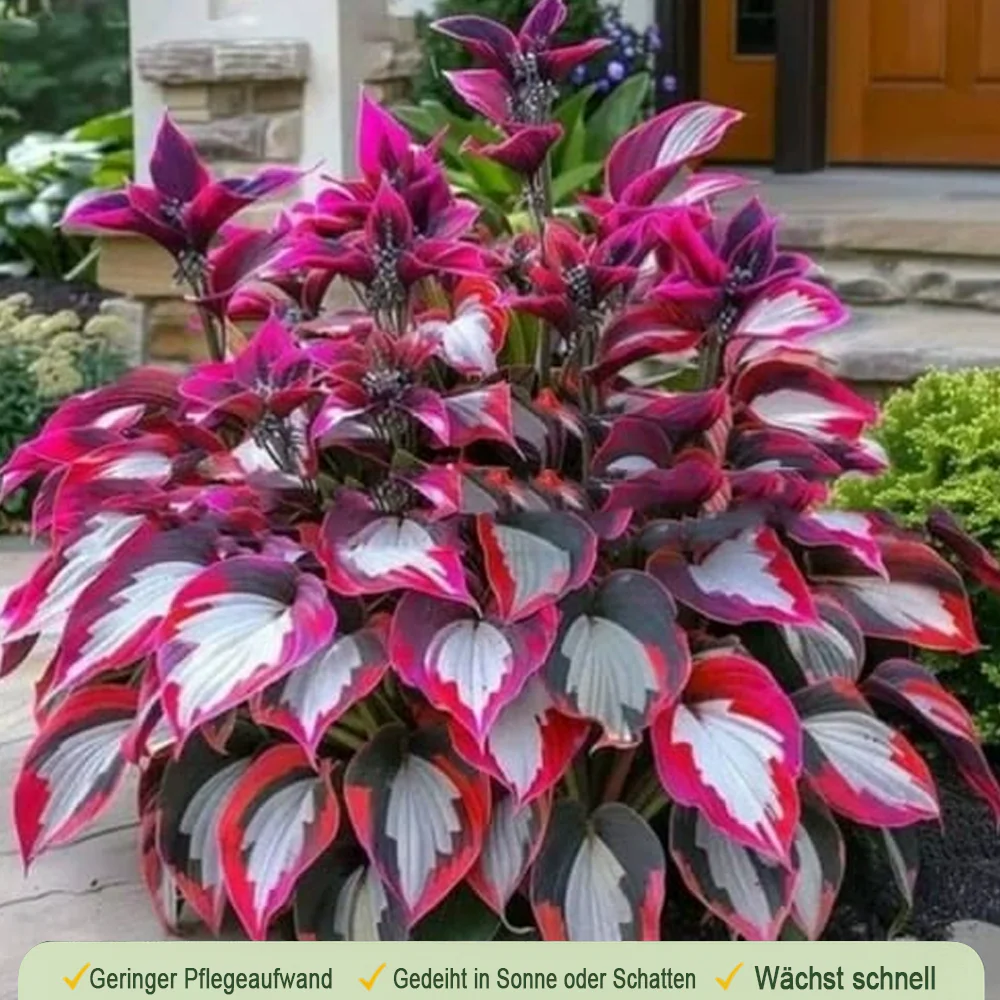 🪻🪴Over 800 mixed hosta seeds｜Collection of shade-loving perennial foliage plants - Image 23