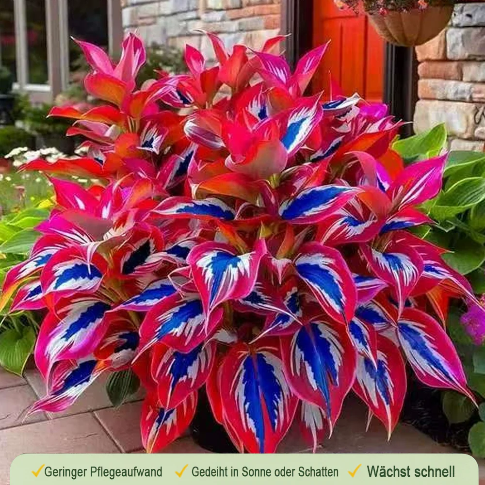 🪻🪴Over 800 mixed hosta seeds｜Collection of shade-loving perennial foliage plants - Image 24