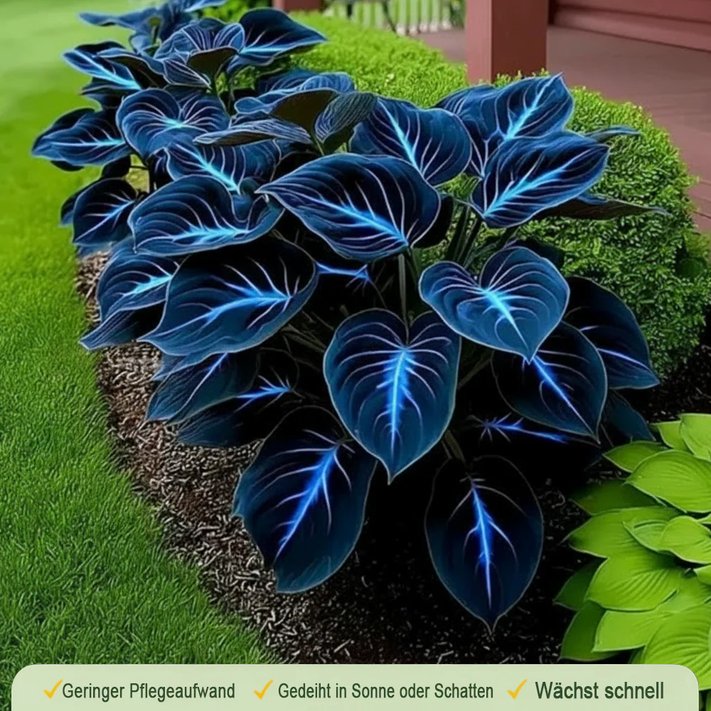 🪻🪴Over 800 mixed hosta seeds｜Collection of shade-loving perennial foliage plants - Image 25