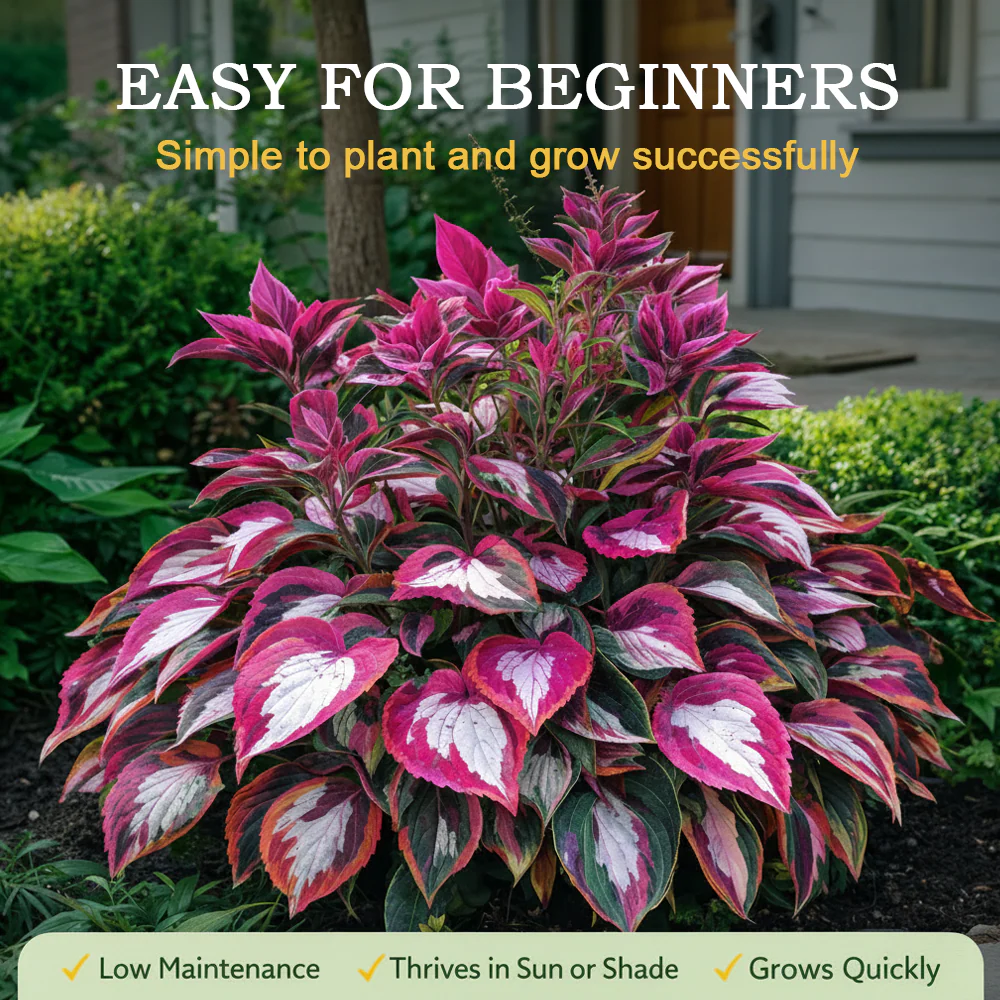 🪻🪴Over 800 mixed hosta seeds｜Collection of shade-loving perennial foliage plants - Image 26