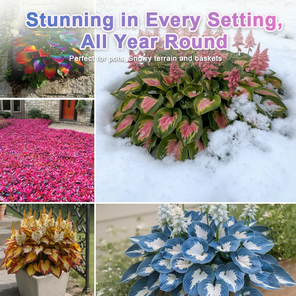 🪻🪴Over 800 mixed hosta seeds｜Collection of shade-loving perennial foliage plants - Image 3