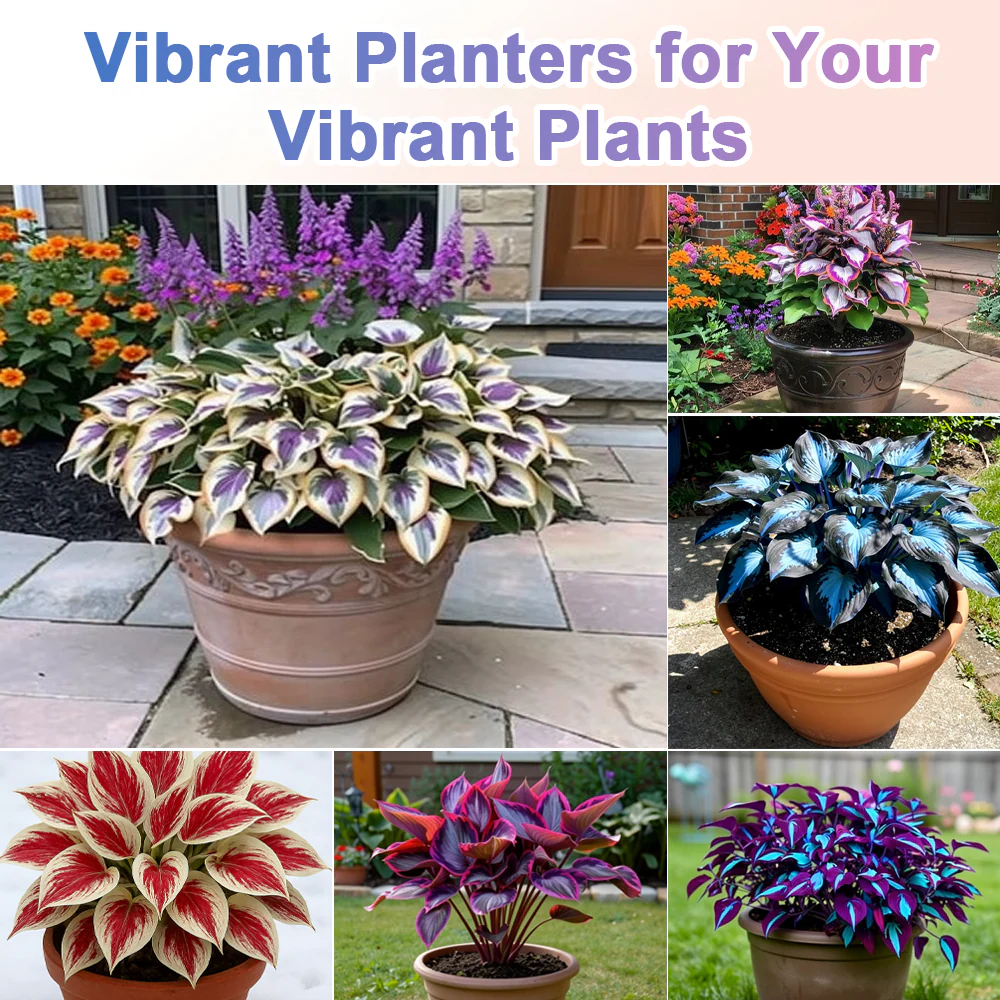 🪻🪴Over 800 mixed hosta seeds｜Collection of shade-loving perennial foliage plants - Image 4