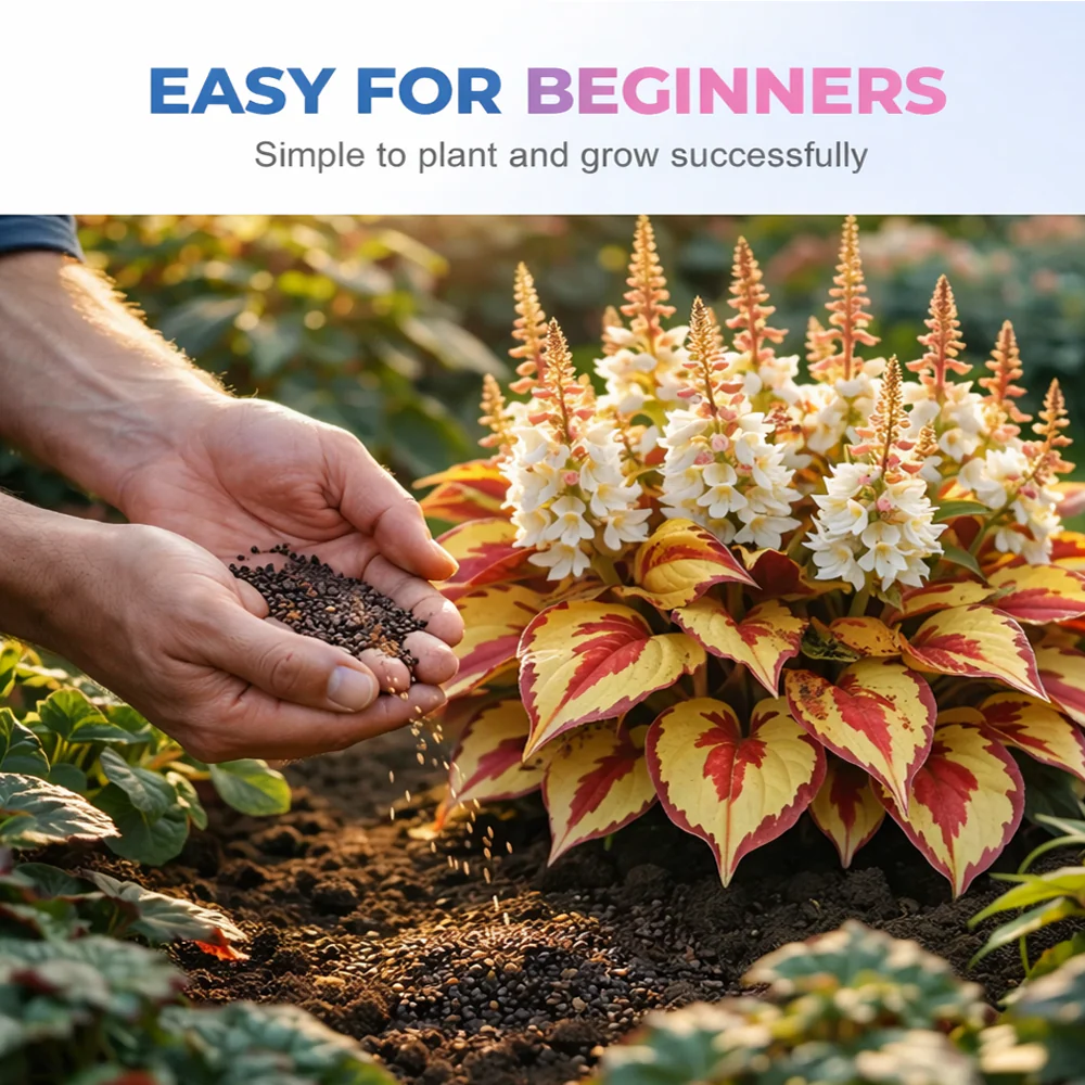 🪻🪴Over 800 mixed hosta seeds｜Collection of shade-loving perennial foliage plants - Image 5