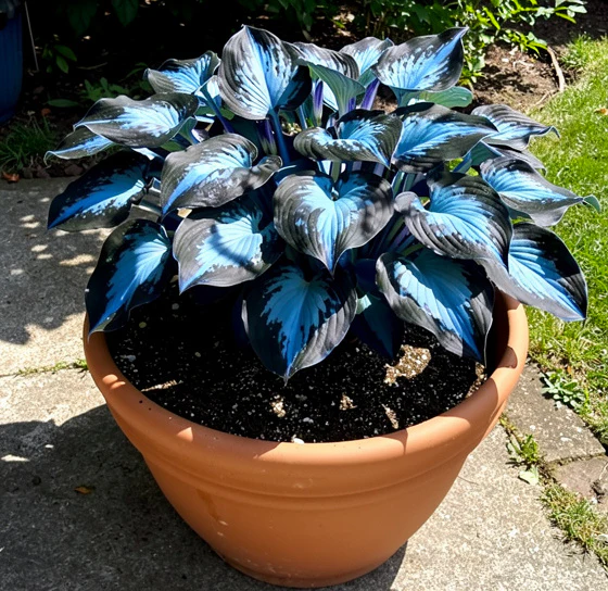 🪻🪴Over 800 mixed hosta seeds｜Collection of shade-loving perennial foliage plants - Image 7
