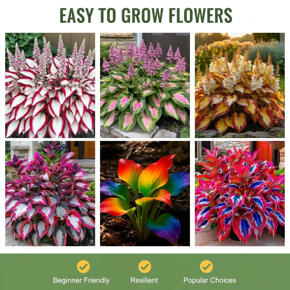 🪻🪴Over 800 mixed hosta seeds｜Collection of shade-loving perennial foliage plants - Image 8