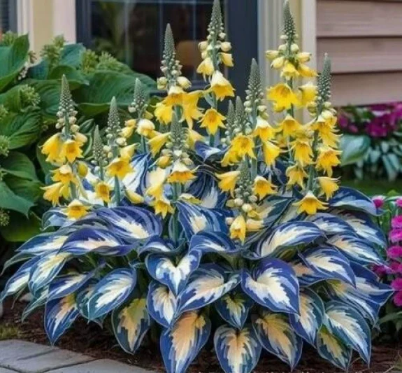 🪻🪴Over 800 mixed hosta seeds｜Collection of shade-loving perennial foliage plants - Image 9