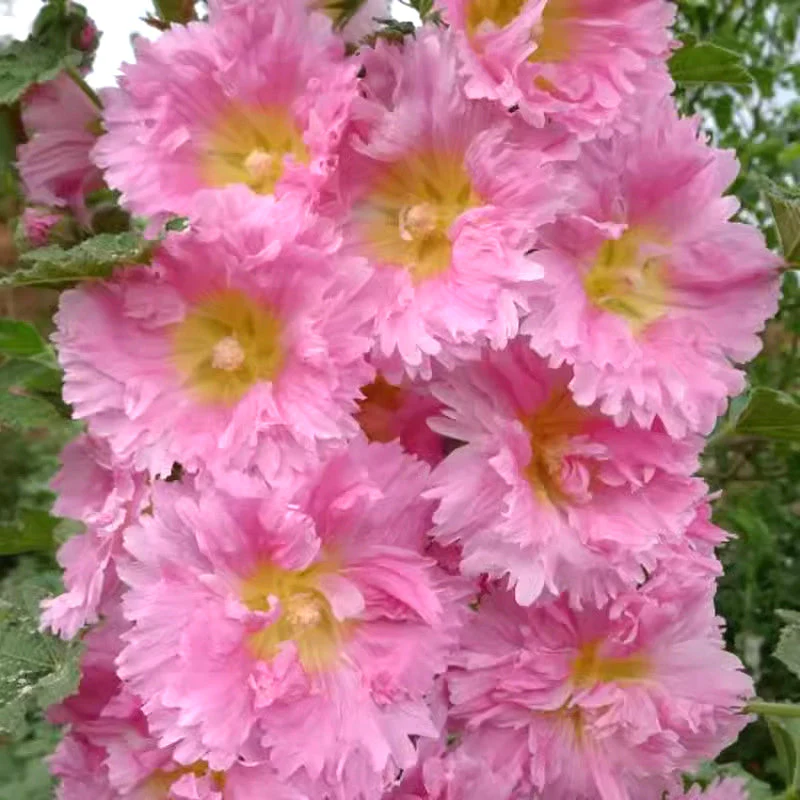 🌸 Multi-season flowering hollyhock seeds🌸100 Seeds - Image 10