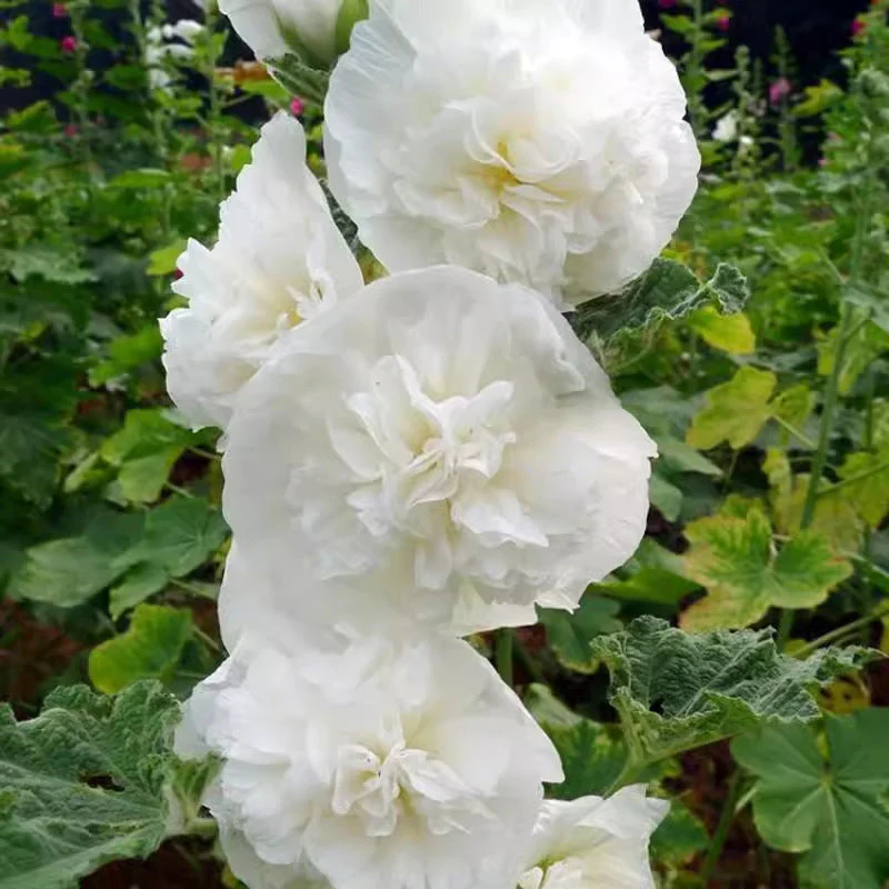 🌸 Multi-season flowering hollyhock seeds🌸100 Seeds - Image 11