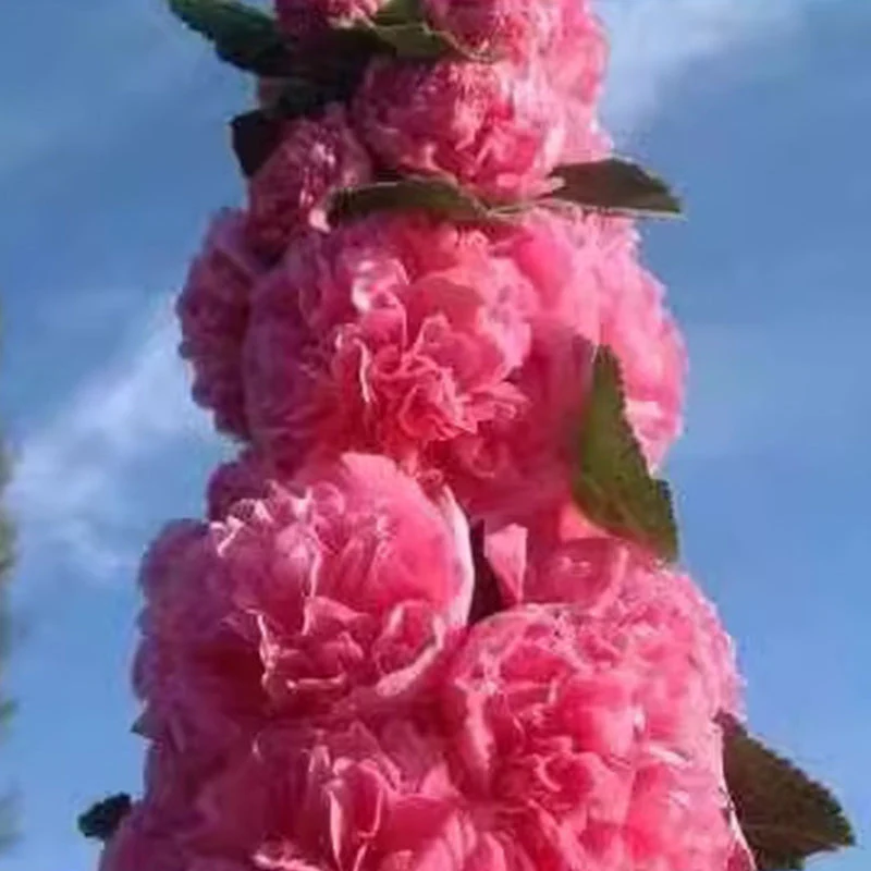 🌸 Multi-season flowering hollyhock seeds🌸100 Seeds - Image 12
