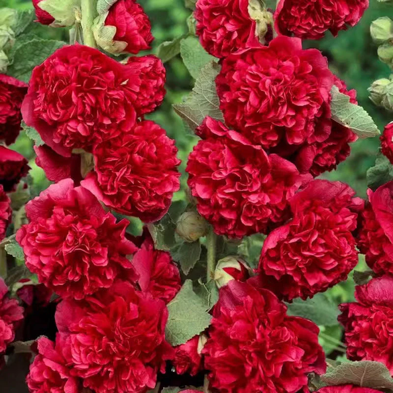 🌸 Multi-season flowering hollyhock seeds🌸100 Seeds - Image 13