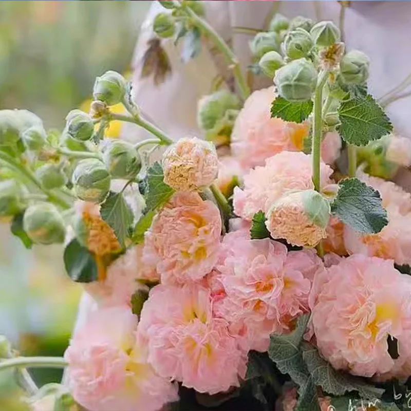 🌸 Multi-season flowering hollyhock seeds🌸100 Seeds - Image 14