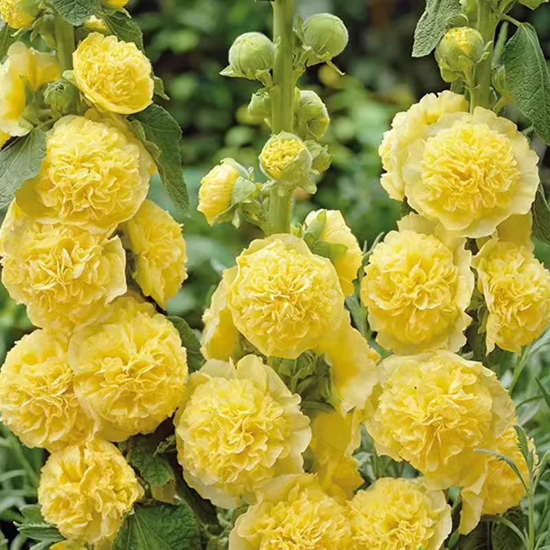 🌸 Multi-season flowering hollyhock seeds🌸100 Seeds - Image 15