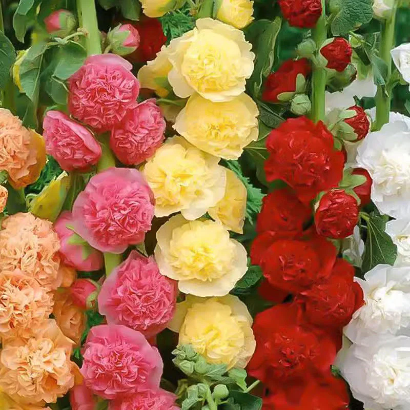 🌸 Multi-season flowering hollyhock seeds🌸100 Seeds - Image 16