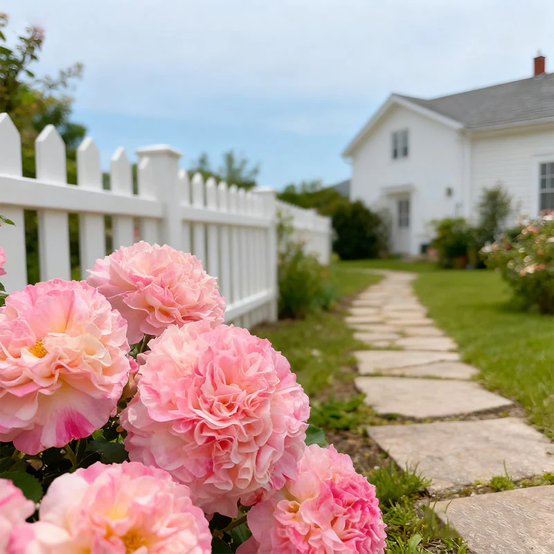 🌸 Multi-season flowering hollyhock seeds🌸100 Seeds - Image 4