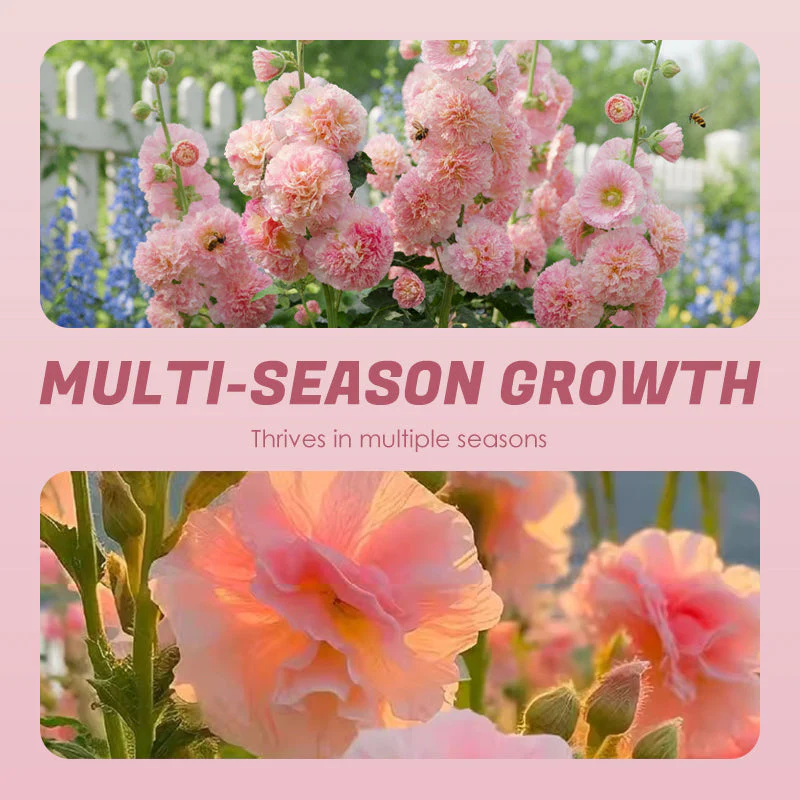 🌸 Multi-season flowering hollyhock seeds🌸100 Seeds - Image 6