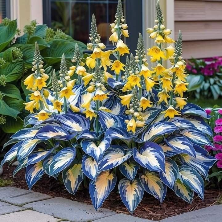 🔥Last day clearance🔥Premium Rare Hosta Seeds🌌Shade-Tolerant Plant - Image 11