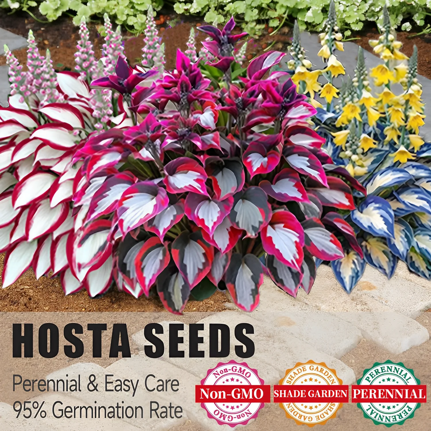 🔥Last day clearance🔥Premium Rare Hosta Seeds🌌Shade-Tolerant Plant - Image 13
