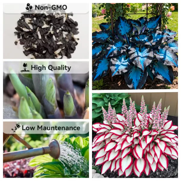 🔥Last day clearance🔥Premium Rare Hosta Seeds🌌Shade-Tolerant Plant - Image 18