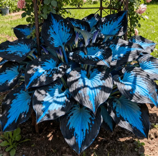 🔥Last day clearance🔥Premium Rare Hosta Seeds🌌Shade-Tolerant Plant - Image 19
