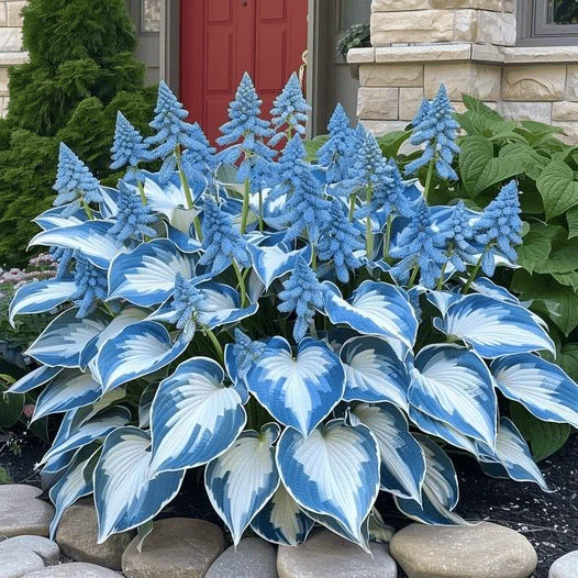 🔥Last day clearance🔥Premium Rare Hosta Seeds🌌Shade-Tolerant Plant - Image 20