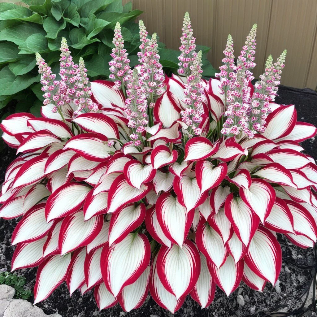 🔥Last day clearance🔥Premium Rare Hosta Seeds🌌Shade-Tolerant Plant - Image 3