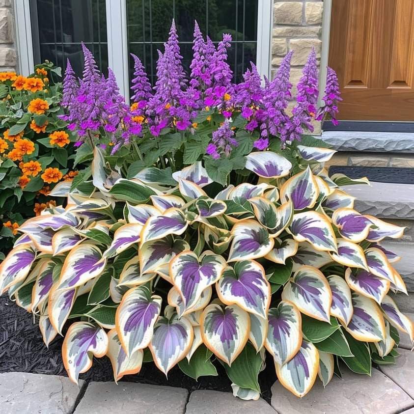 🔥Last day clearance🔥Premium Rare Hosta Seeds🌌Shade-Tolerant Plant - Image 4