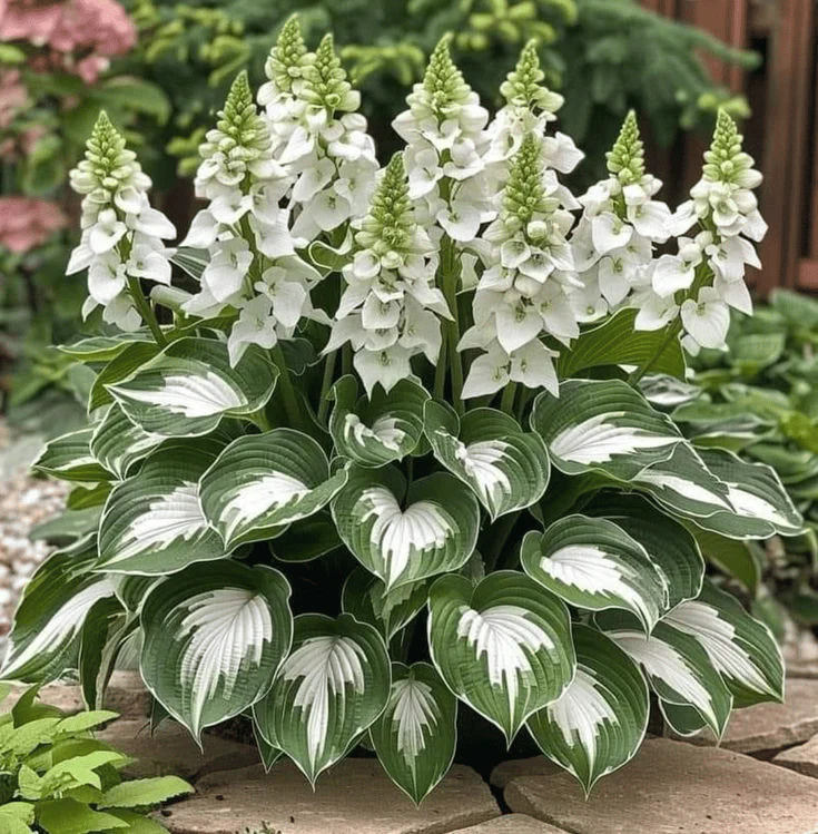 🔥Last day clearance🔥Premium Rare Hosta Seeds🌌Shade-Tolerant Plant - Image 6