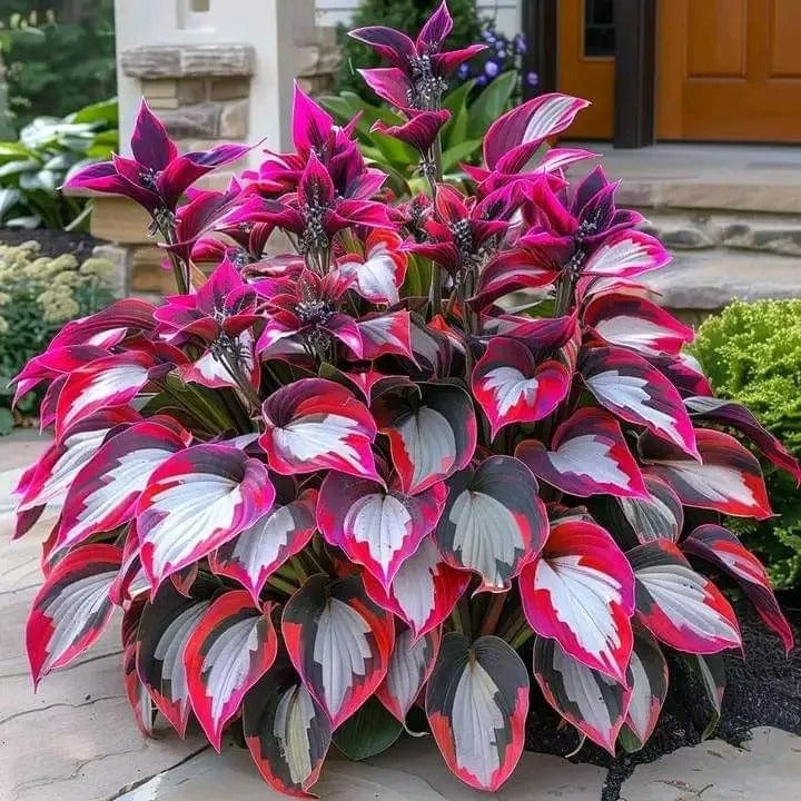🔥Last day clearance🔥Premium Rare Hosta Seeds🌌Shade-Tolerant Plant - Image 7
