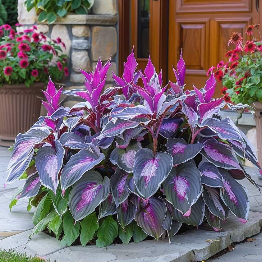 🔥Last day clearance🔥Premium Rare Hosta Seeds🌌Shade-Tolerant Plant - Image 8