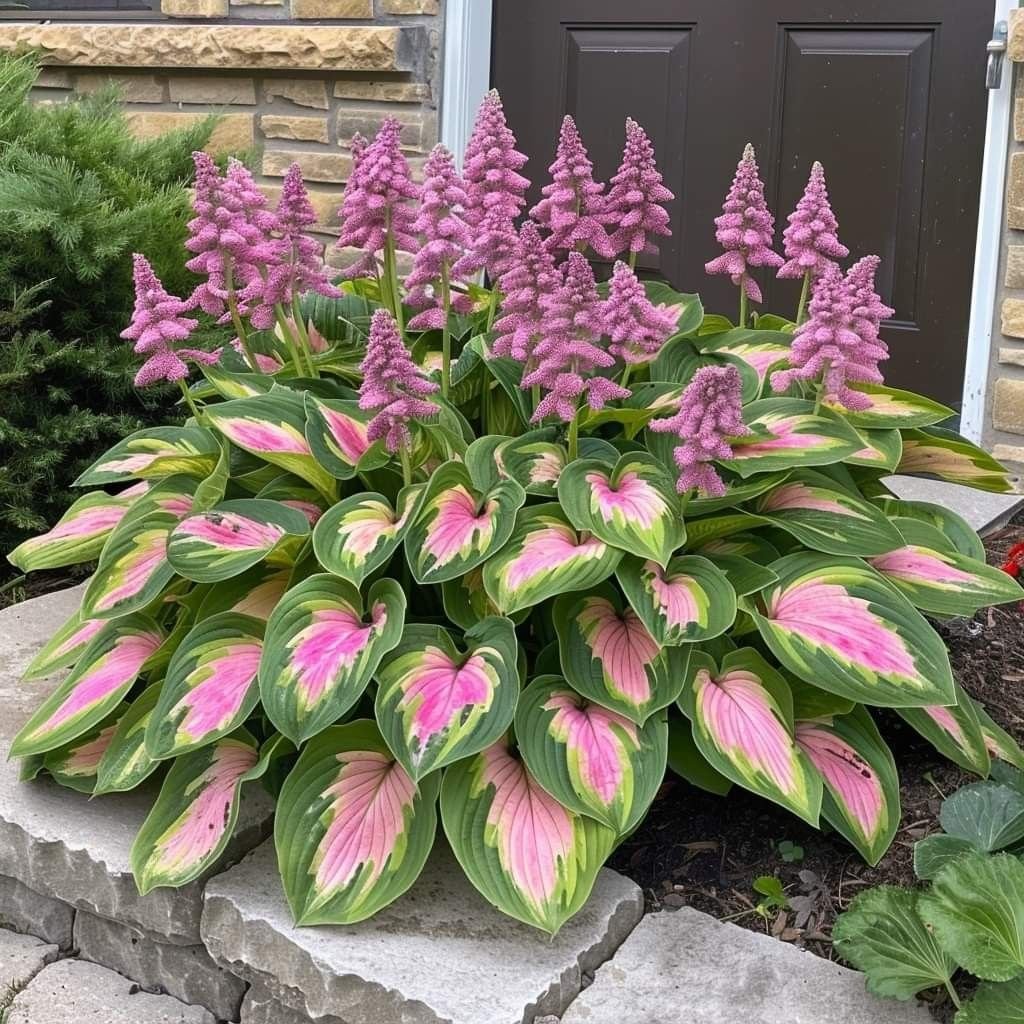 🔥Last day clearance🔥Premium Rare Hosta Seeds🌌Shade-Tolerant Plant - Image 9