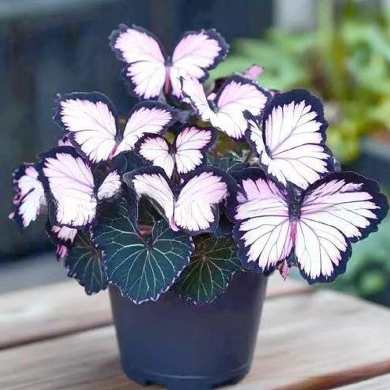 🦋 Whimsical Butterfly Shaped Flower Seeds ✨ - Image 14