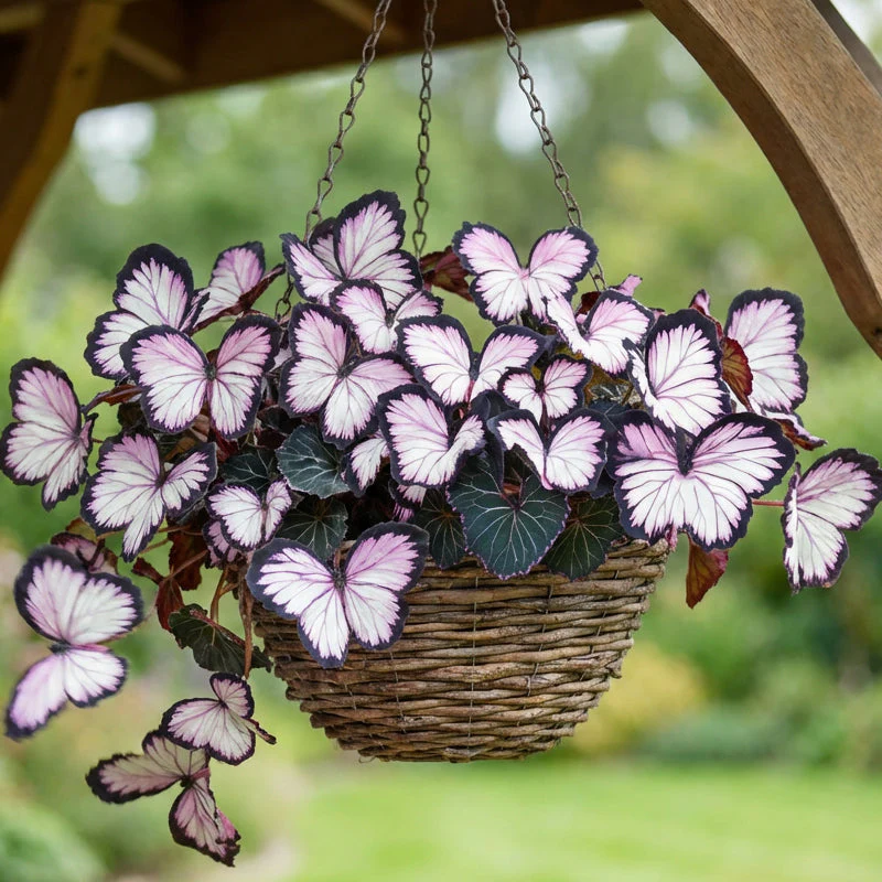 🦋 Whimsical Butterfly Shaped Flower Seeds ✨ - Image 18