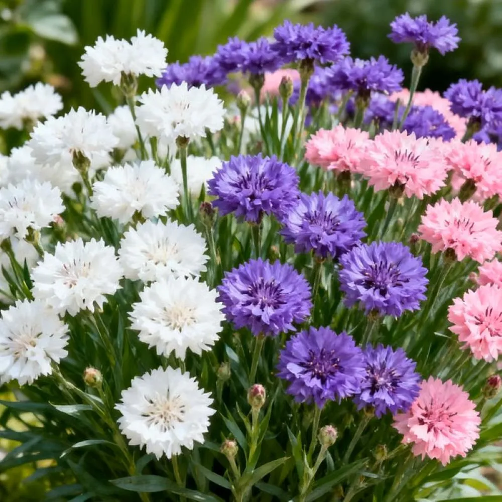 Premium Cornflower Seeds🌸180 Seeds - Image 9